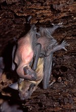 Brown Bat and Baby