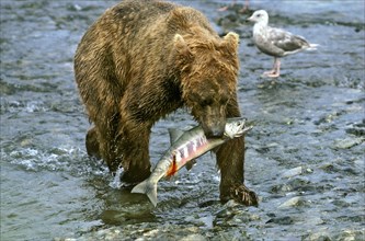 Alaskan Brown Bear w/Salmon Catch