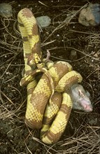 Albino California Kingsnake constricting and swallowing a deer mouse