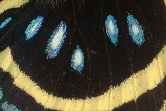 ECU of Butterfly Wing Showing Scales