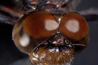 Large Compound Eyes of a Common Whitetail Dragonfly
