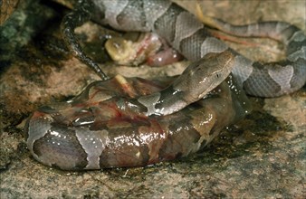 COMING OUT- Baby Copperhead Emerging from Fetal Membrane