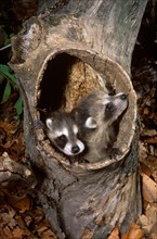 Baby Raccoons in Dead Hollow Tree