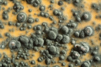 C.U. of Penicillin notatum Mold Growing on Agar