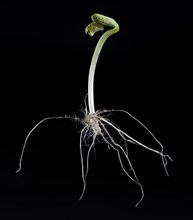 Bean Seen Sprout Showing Root System