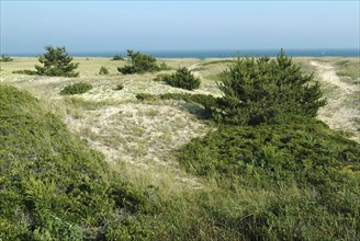 Coastal Plants & Trees Anchoring the Dunes