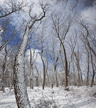 New Jersey Woodland in Winter