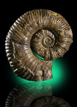 Aberrant Ammonite
