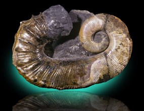 Abberant Ammonite Fossil