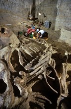 Paleontologists Excavating the Remains of a Columbian Mammoth
