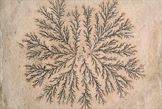 Dendrite