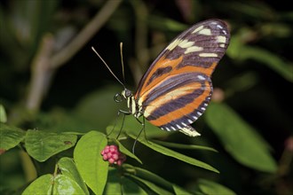 Mechanitis polymnia Butterfly