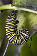 Monarch Caterpillar Begins Metamorphosis to Crysalid