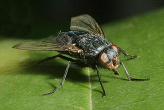 Bluebottle Fly