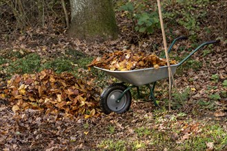 Autumn leaves in wheelbarrow with old rake in garden
