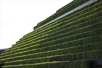 Largest green facade in Europe with eight kilometres of hornbeam hedges on Koe-Bogen II in Duesseldorf