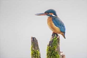 Common kingfisher