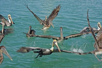 A troop of brown pelican