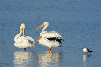 Four american white pelicans