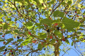 Black mulberry