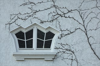 Asymmetrical window with bare plant growth