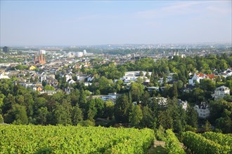 View from Loewenterrasse on the Neroberg on cityscape with vines in Wiesbaden