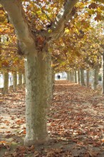 Avenue of plane trees in autumn on the square of Montrichard in Eltville