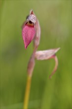 Tongue-orchid
