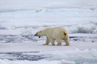 Grunting Polar bear