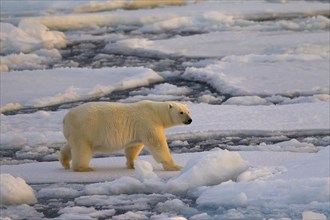 Polar bear