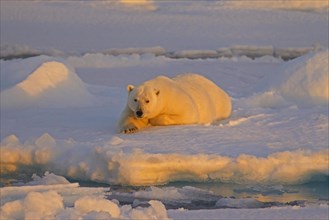 Polar bear