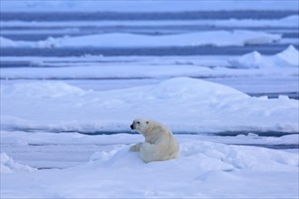 Solitary polar bear