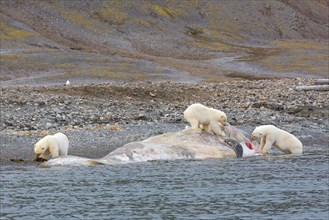 Three scavenging Polar bears