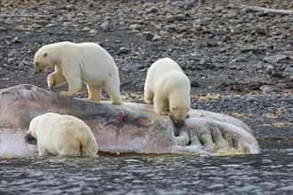 Three scavenging Polar bears