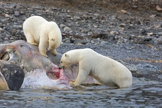 Two scavenging Polar bears