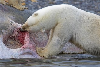 Scavenging Polar bear