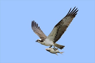 Western osprey
