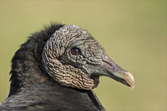 Portrait of Black Vulture