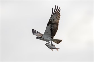 Ringed Western osprey