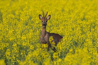 Roe deer