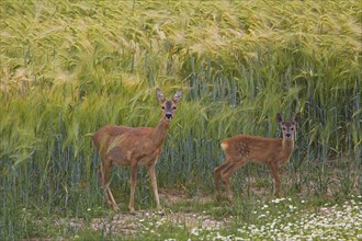Roe deer