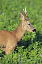 Close up portrait of European roe deer