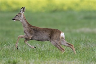 Fleeing European roe deer