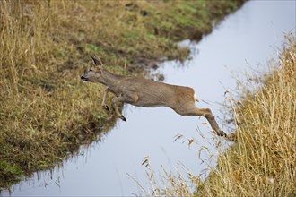 Fleeing European roe deer