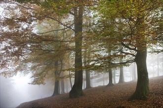 Beech forest with foliage in fall colors in the mist in autumn
