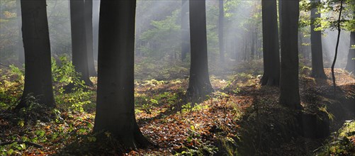 Sunrays shining through broad-leaved forest with beech trees in autumn colours at sunset creating a tranquil atmosphere