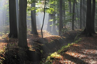 Sunrays shining through broad-leaved forest with beech trees in autumn colours at sunset creating a tranquil atmosphere