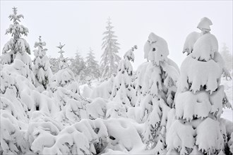 Spruce trees covered in snow in winter