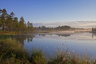 Moorland with lake and pine forest in Sweden