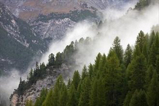 Fog over coniferous forest in the mountains at Val Minger